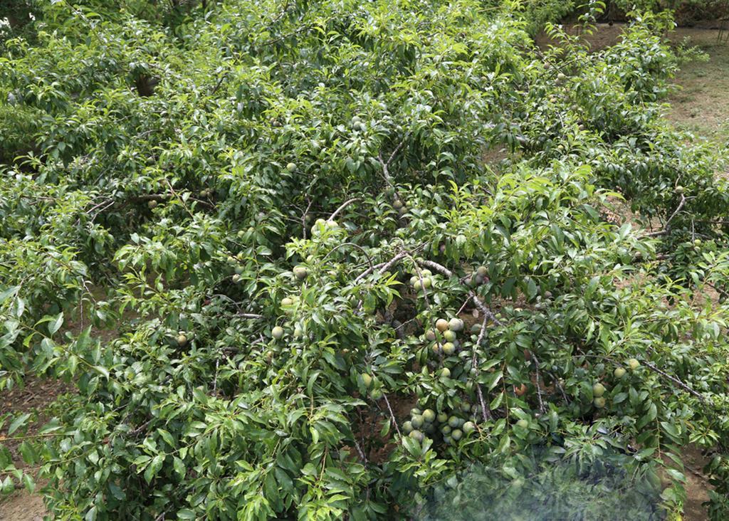 Apartmán Sa House Bac Ha Exteriér fotografie